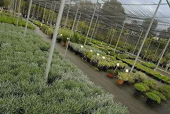 Antica Fattoria La Parrina Agroturismo Orbetello